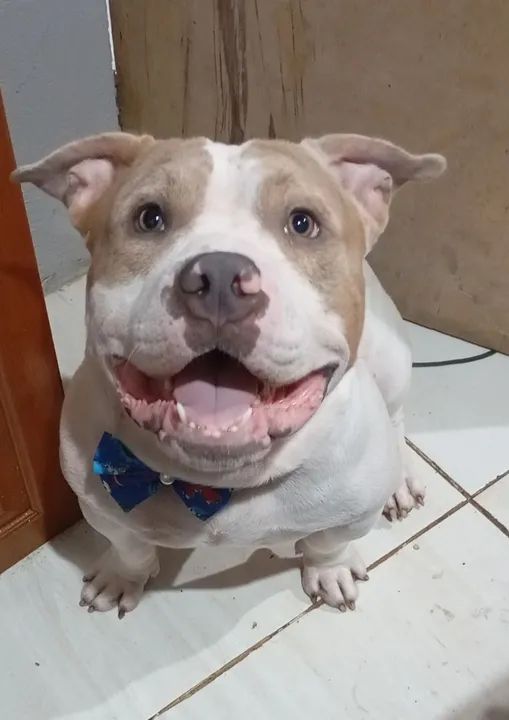 Disponível para cruza