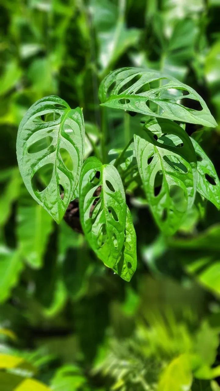 Muda de Monstera Deliciosa, Planta Pedente, costela de adão