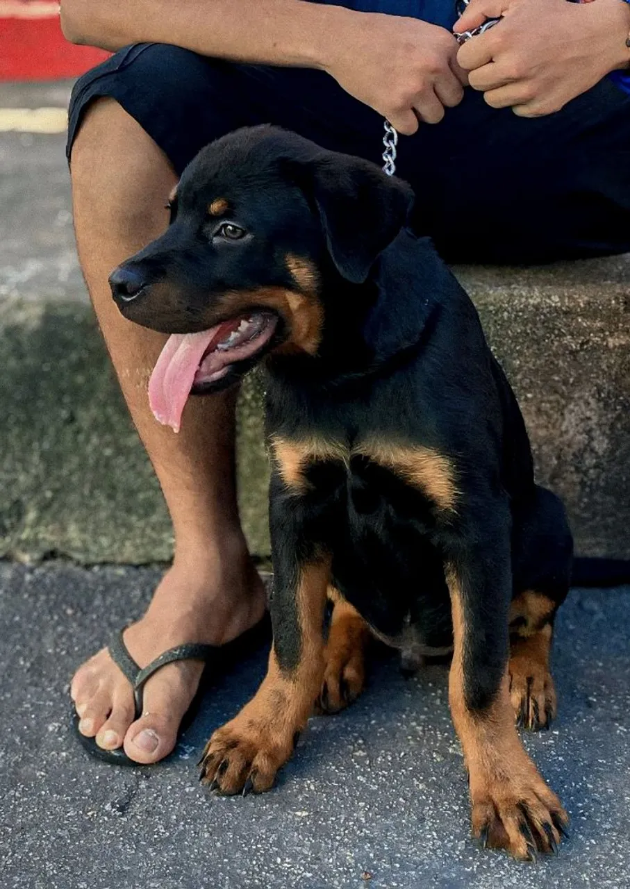 Filhote de Rottweiler macho (3 meses) docil