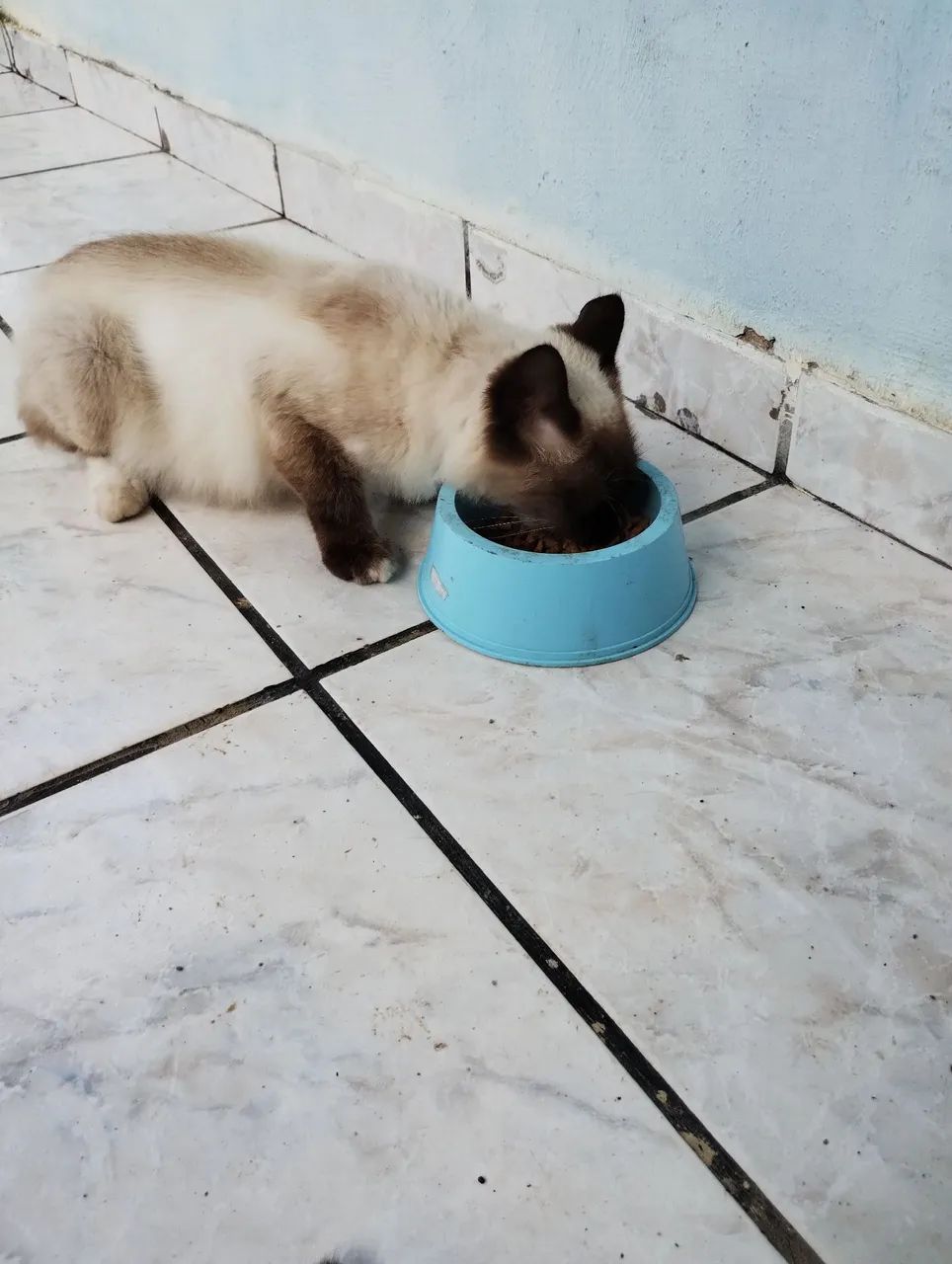 Gata Siamesa - Foto 4
