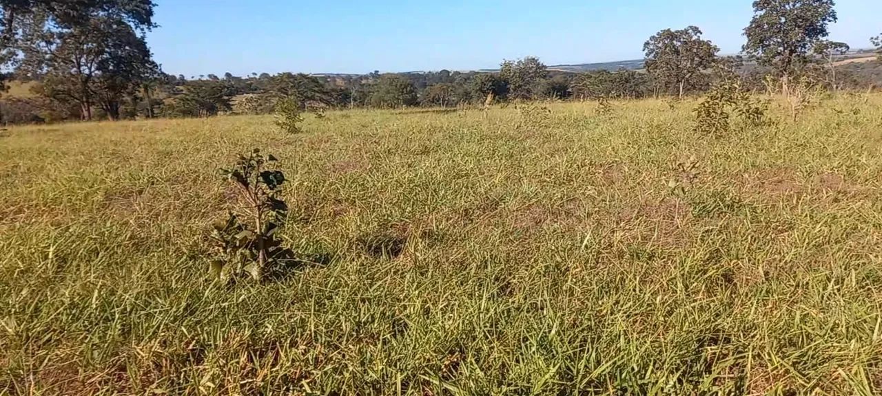 Fazenda município de campo florido  - Foto 5
