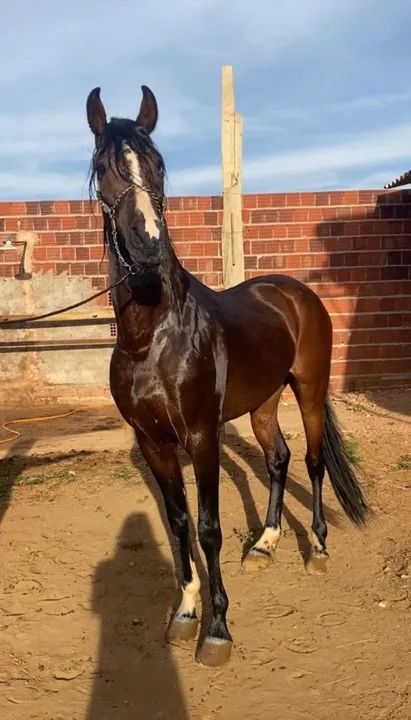 Cavalo mangalarga marchador 