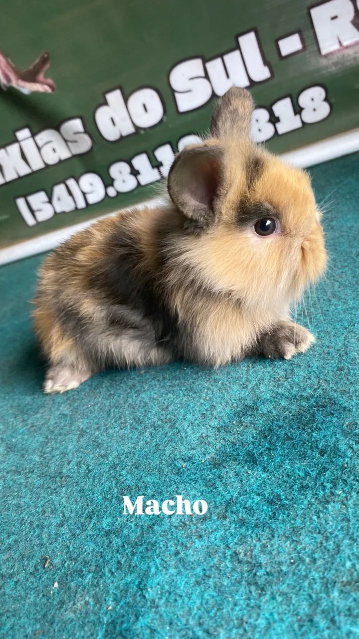 Coelhos fofinhos 64706317727106125