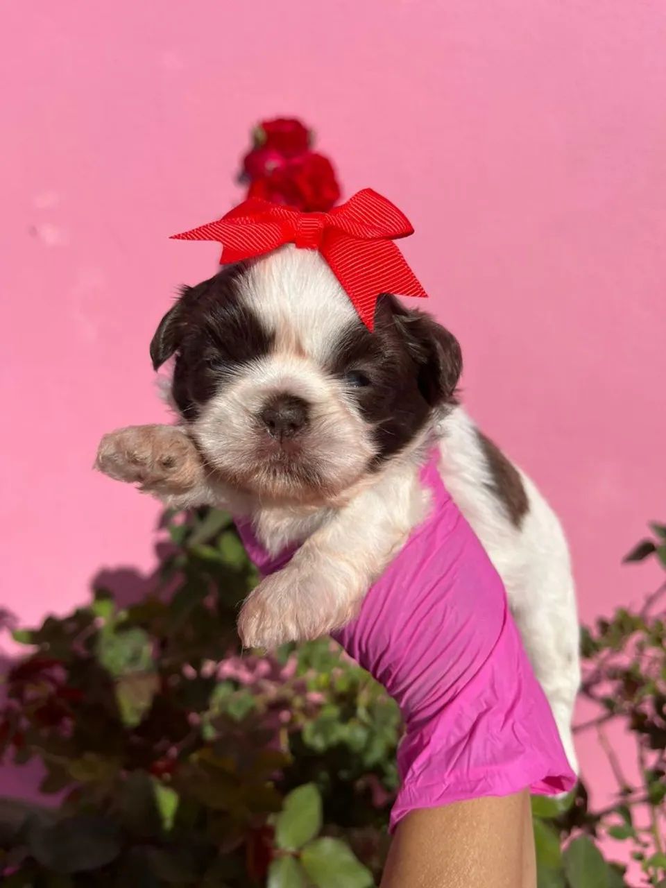 Shih Tzu Fêmea pelagem branca e chocolate, olhos verdes - Canil Best Friend - Foto 3