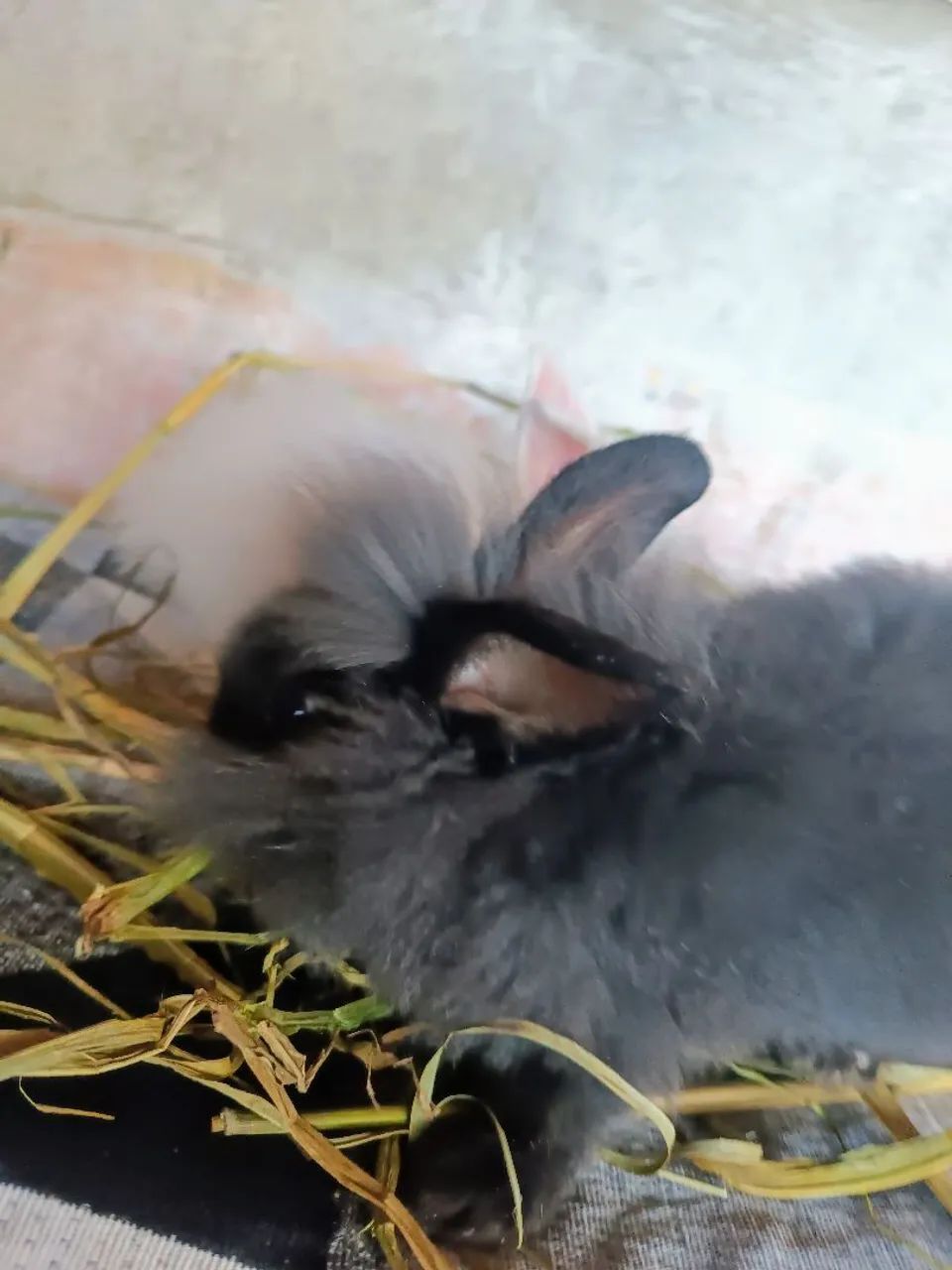 Filhotes de Head Lion (Coelho) - Foto 6