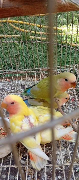 Gaiolas e acessórios