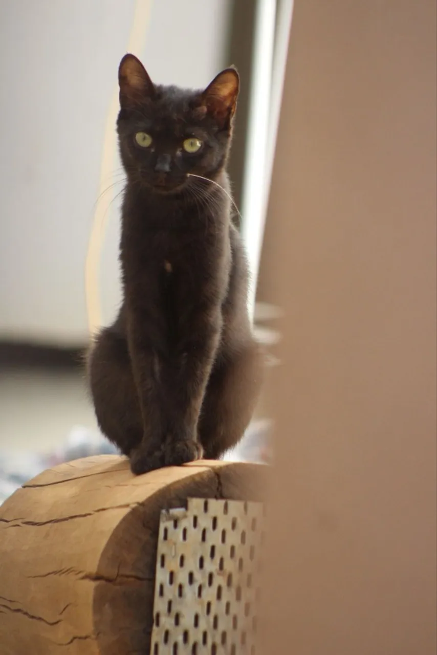 Gatinha filhote para adoção 