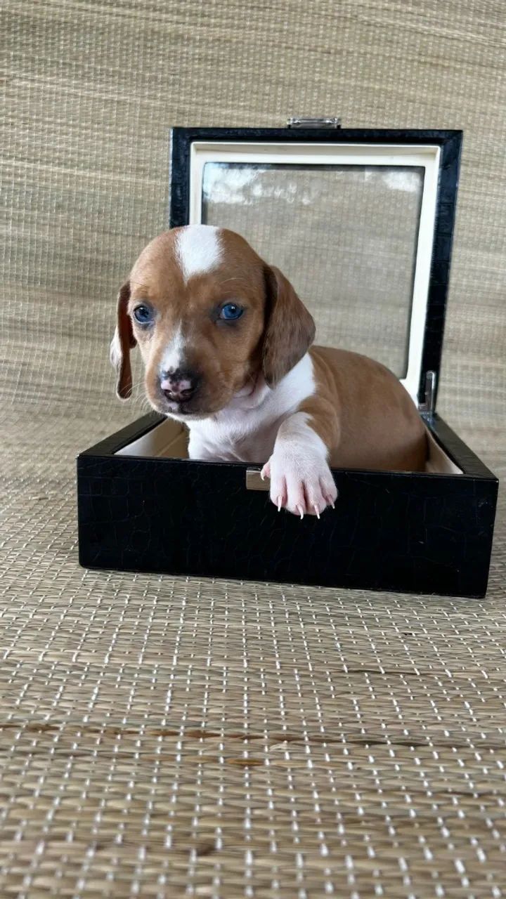 basset daschund machos e femeas 