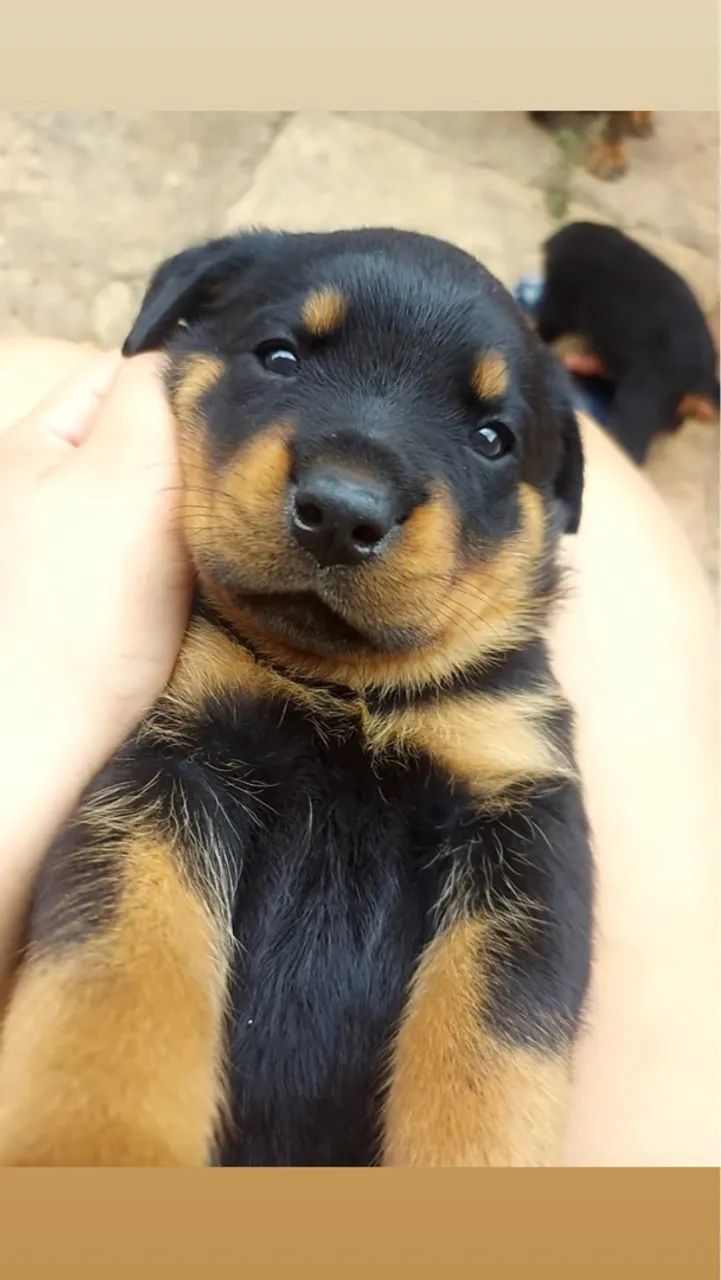 Filhote de Rottweiler para venda  - Foto 4