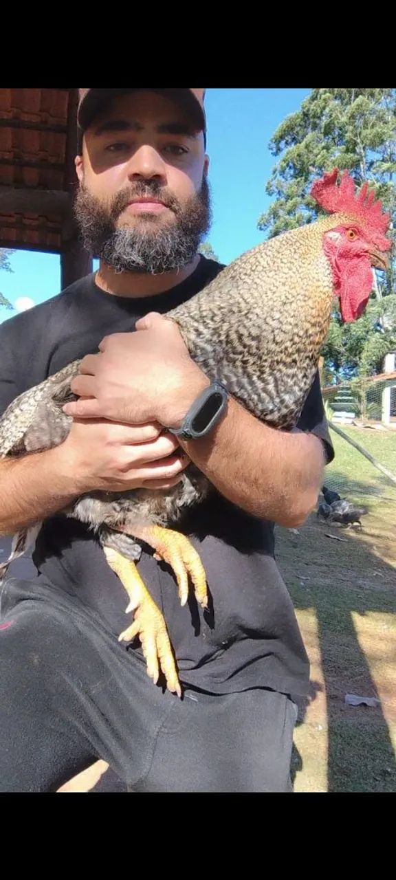 Vendo ou troco Galo Carijó  - Foto 4