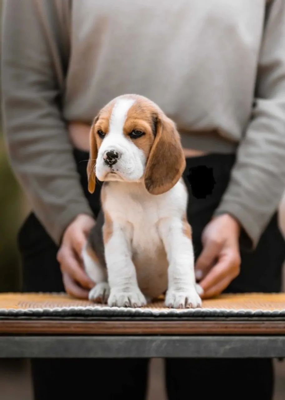 Beagle macho tricolor filhote com 53 dias vacinado e com pedigree - Alberto