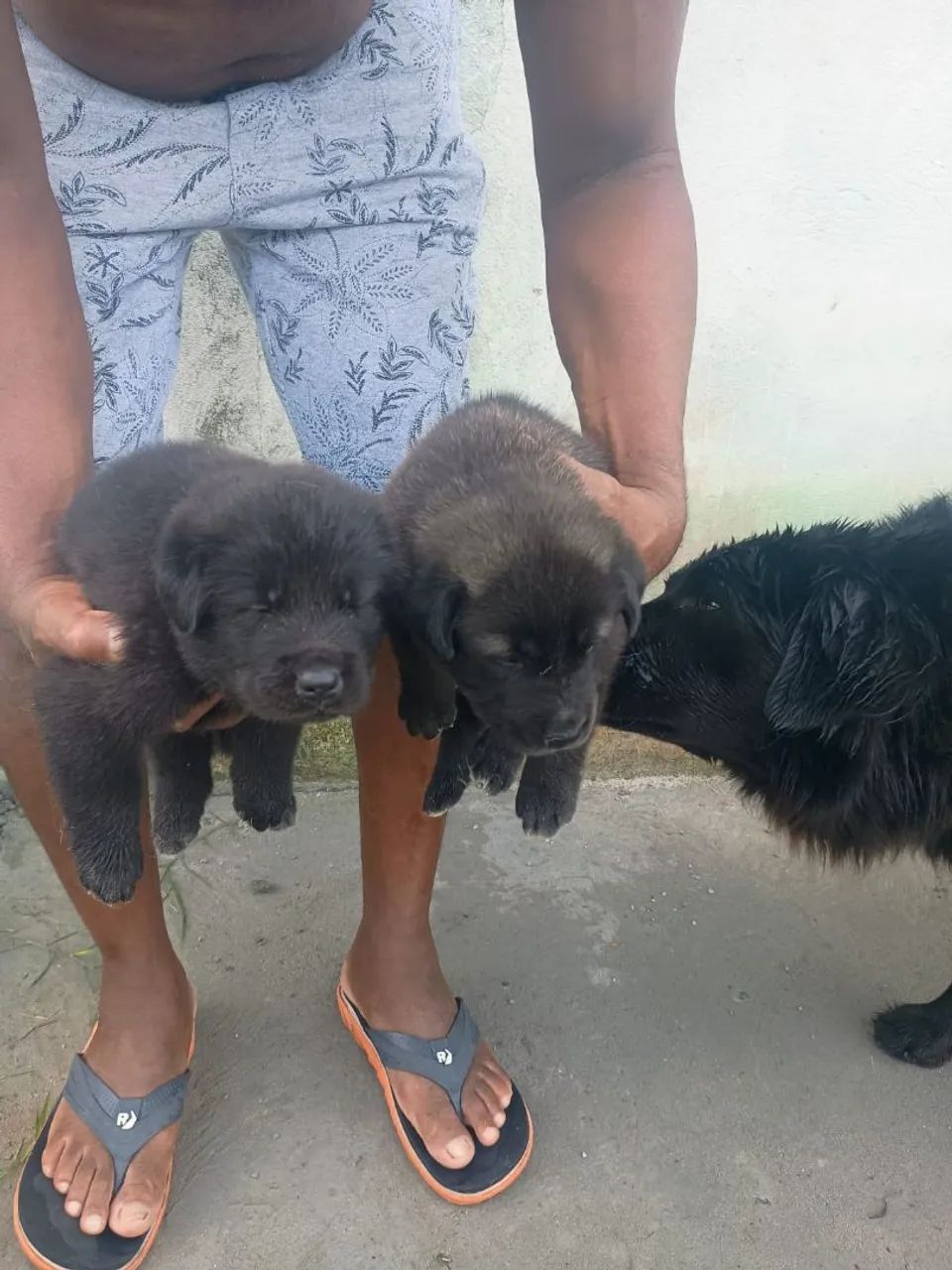 Filhote de cachorro Golden com Husky - Foto 2
