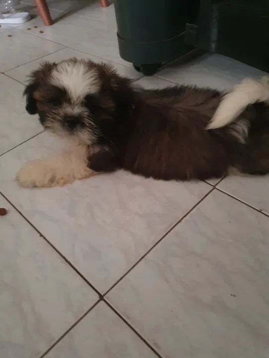 Filhote Shih Tzu com pedigree