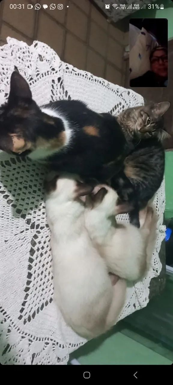 Gatas para doação 0800 de graça free grátis  - Foto 3