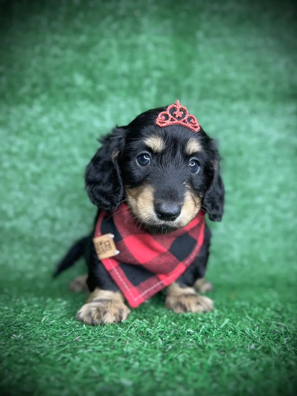 Dachshund Pelo Longo Black/Cream