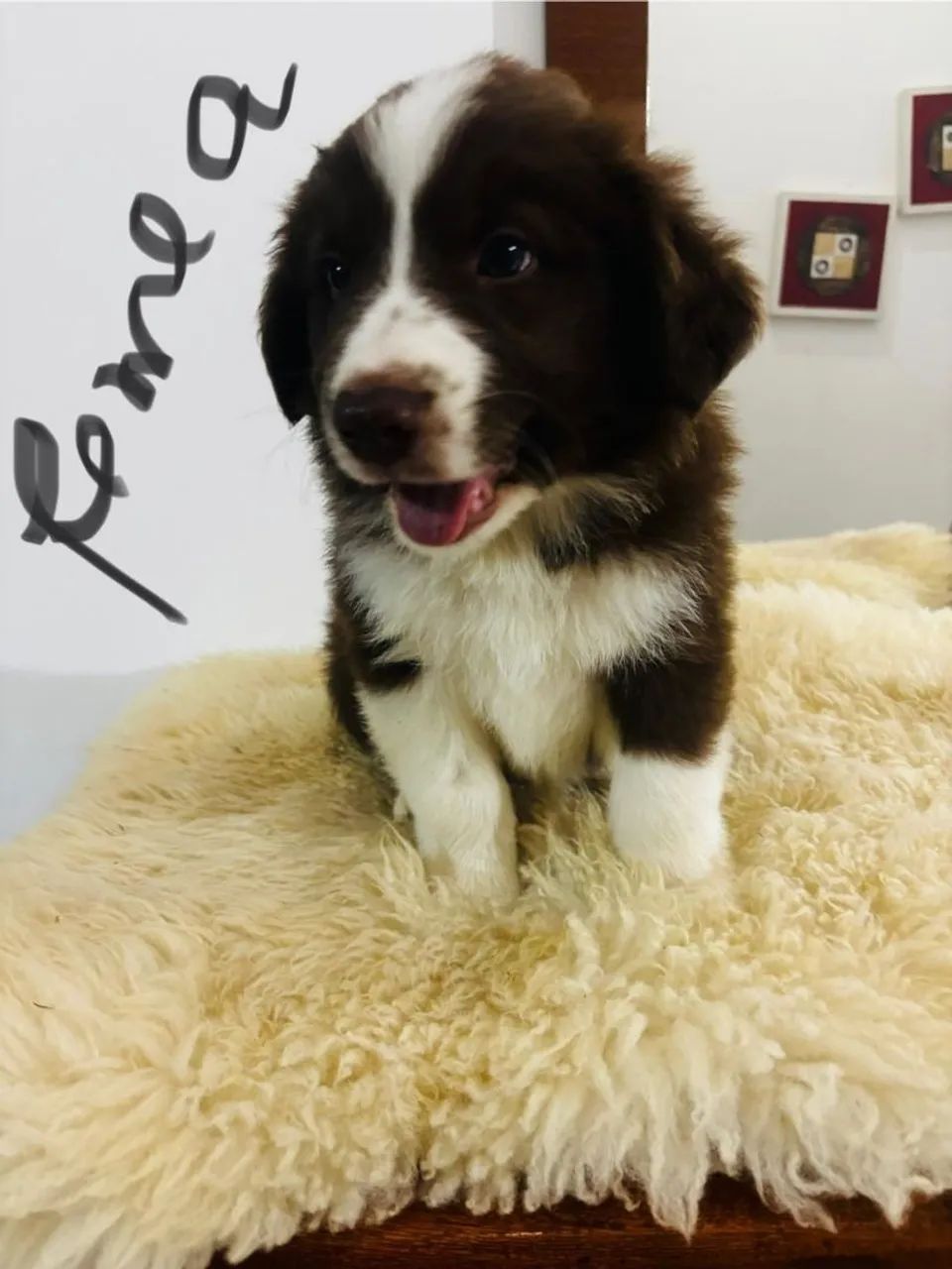 Border Collie Filhotes com pedigree