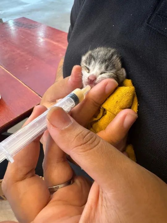 Doação de gatos filhotes - Foto 3