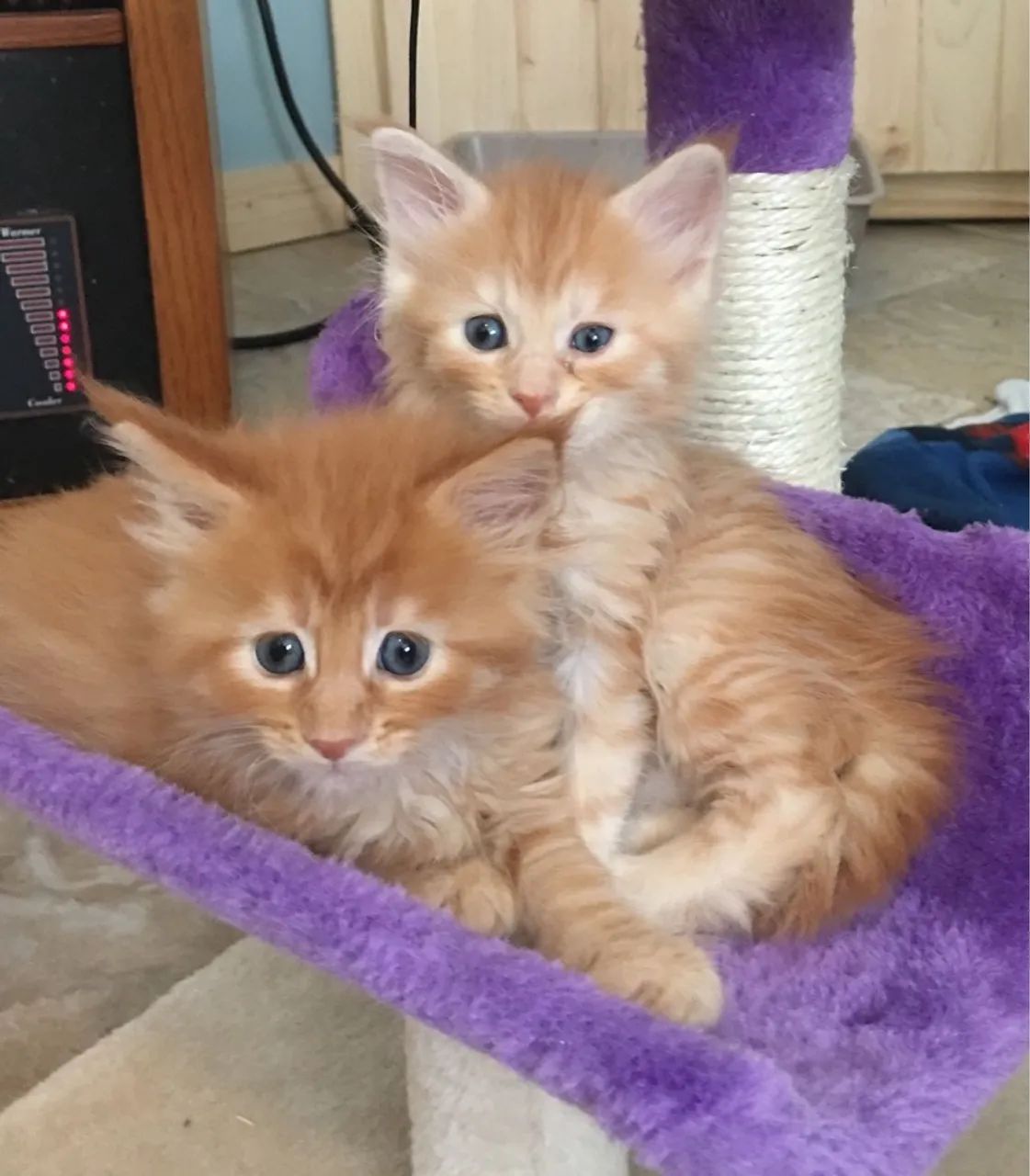 Filhotes Maine coon red - Havila filhotes  - Foto 3