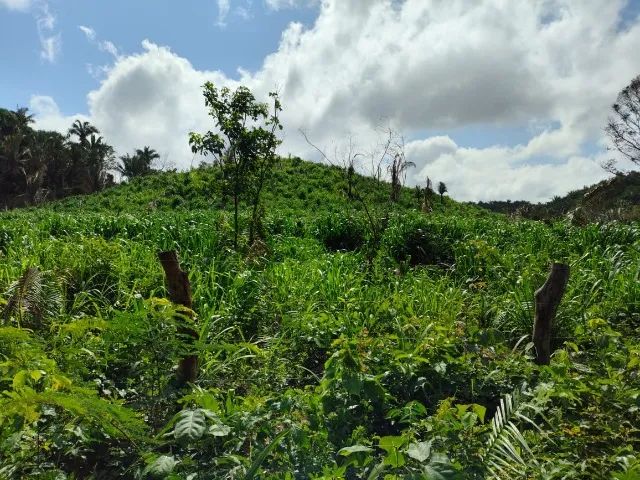 Fazenda em Vargem Grande-MA - Foto 4