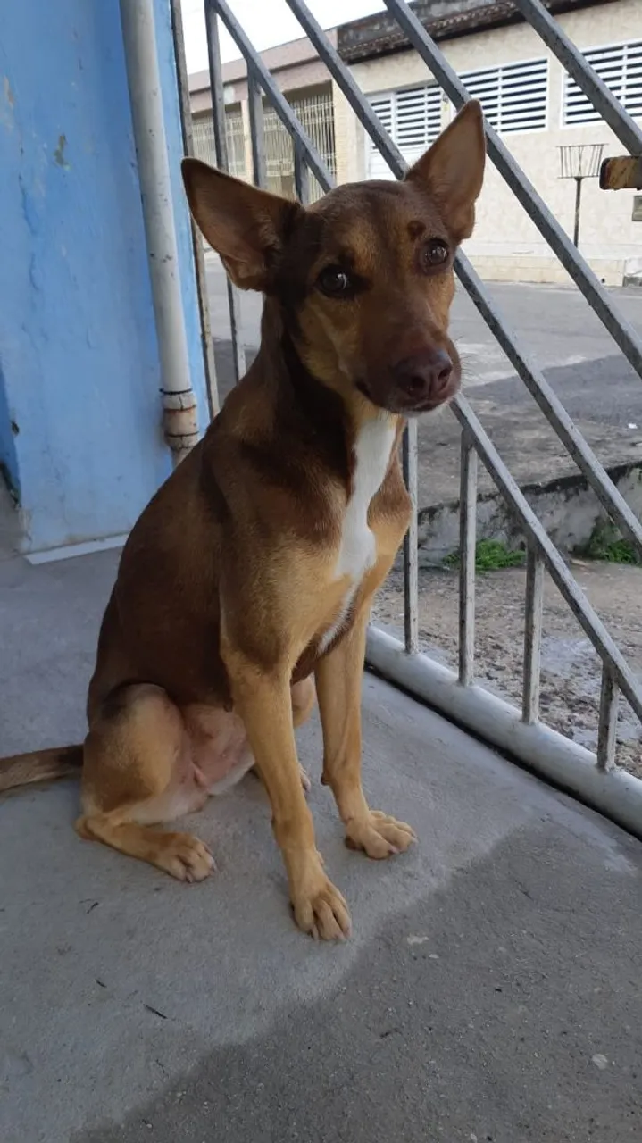 Cadelinha para adoção
