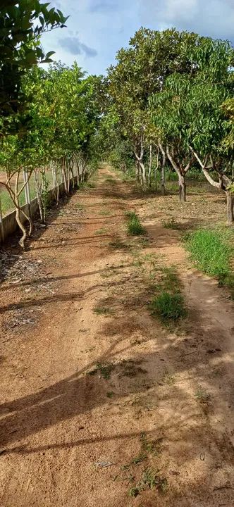 Vendo chacara beira lago km31 sentido lajeado  - Foto 2