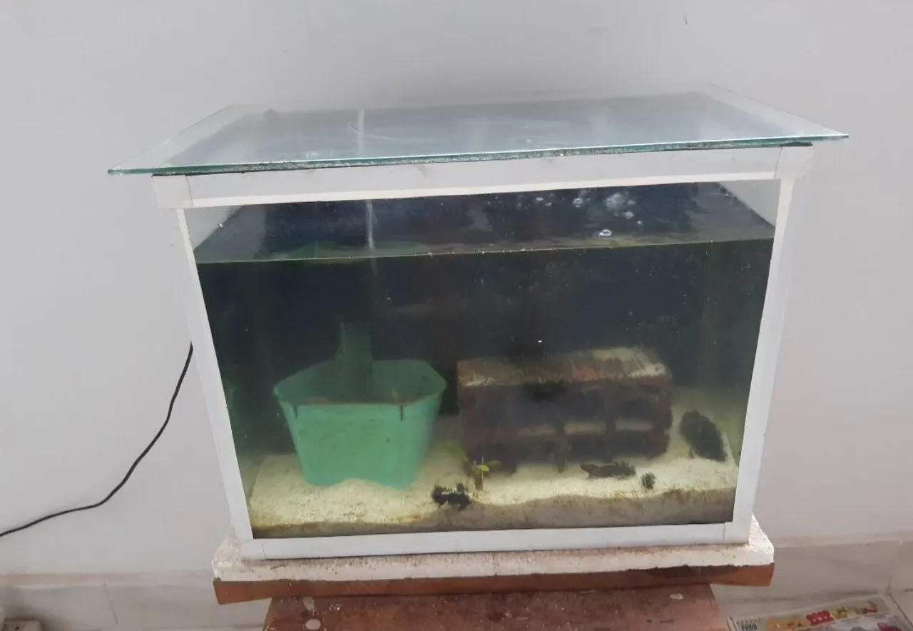 Aquário de vidro com 40 litros fundo preto e fita branca outro com 50 litros