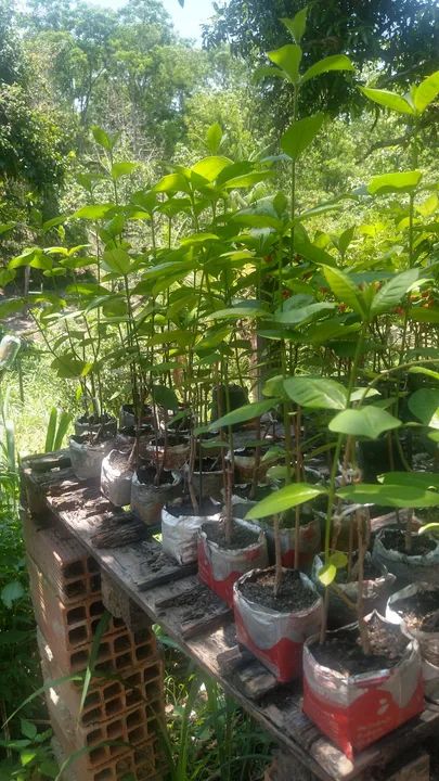 Mudas de Alamanda lilás (Bairro Santa Isabel, São Gonçalo, RJ - não fazemos entregas) - Foto 3