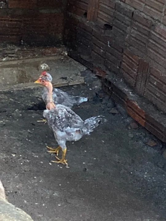 Frangos polacos  machos  - Foto 2