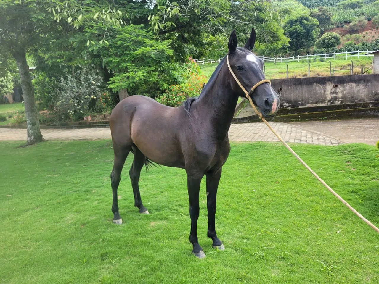 Potra negra  - Foto 2