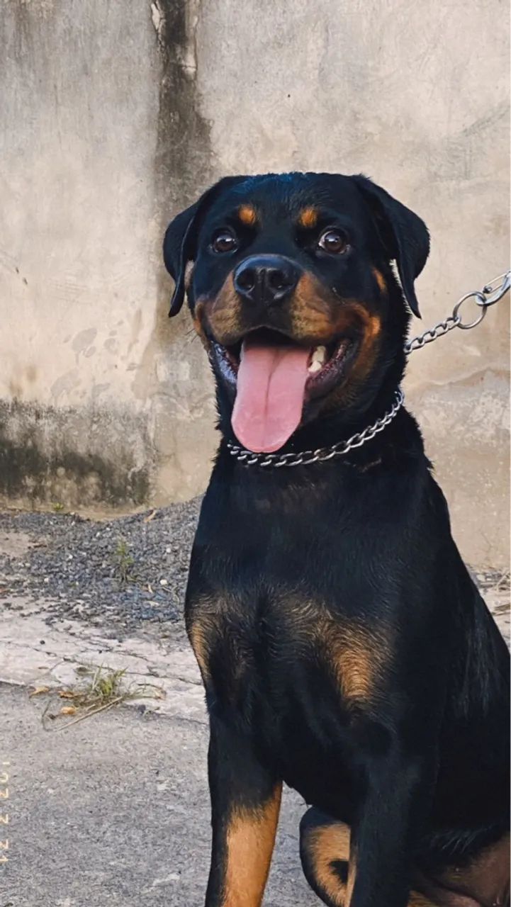 Filhote de Rottweiler para venda  - Foto 2