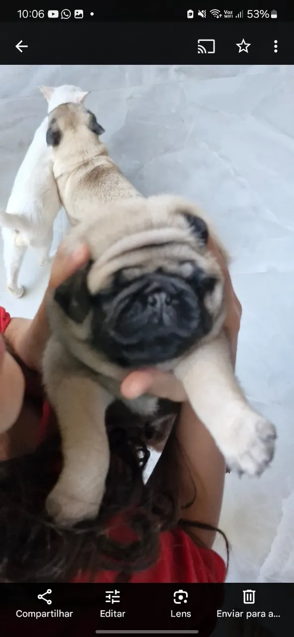 Filhote de pug