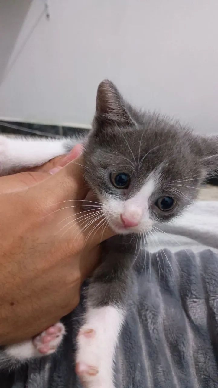 DOA-SE KITTENS64639805592451120