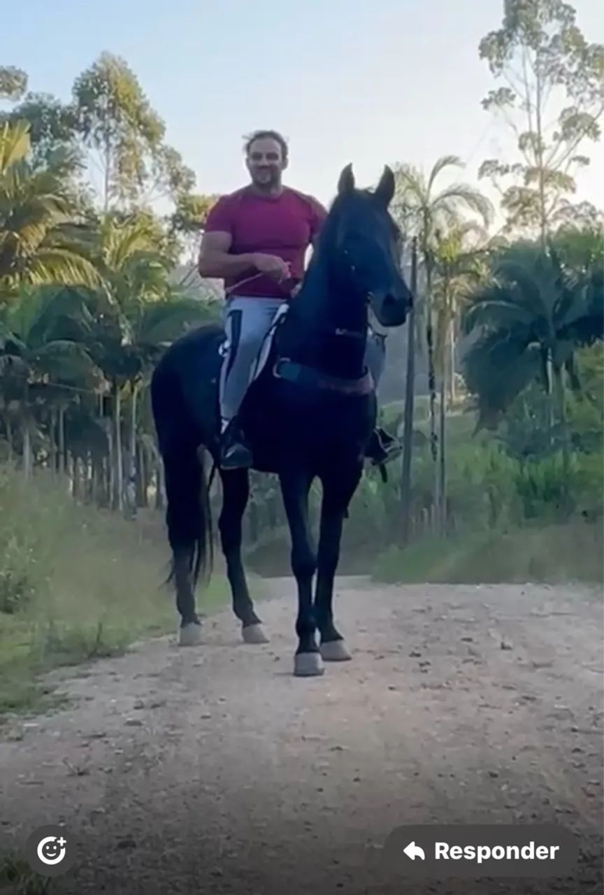 Cavalo Preto para Passeios manga larga - Foto 4