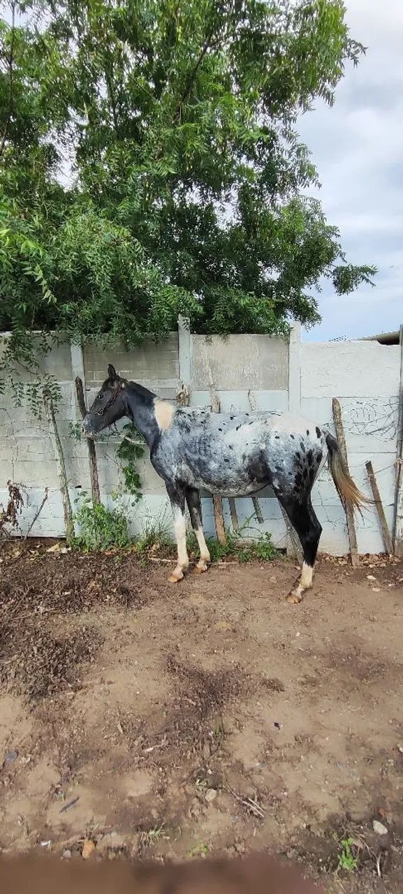 Potro marchador  - Foto 4