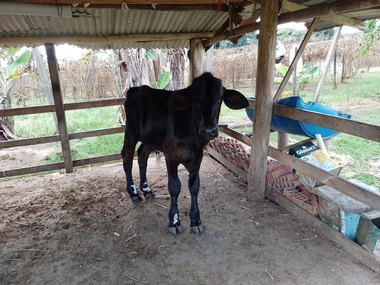 Vaca com bezerro  - Foto 2