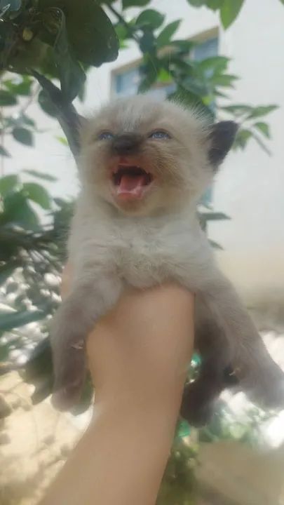 Gatinhos disponível para adoção - Foto 2