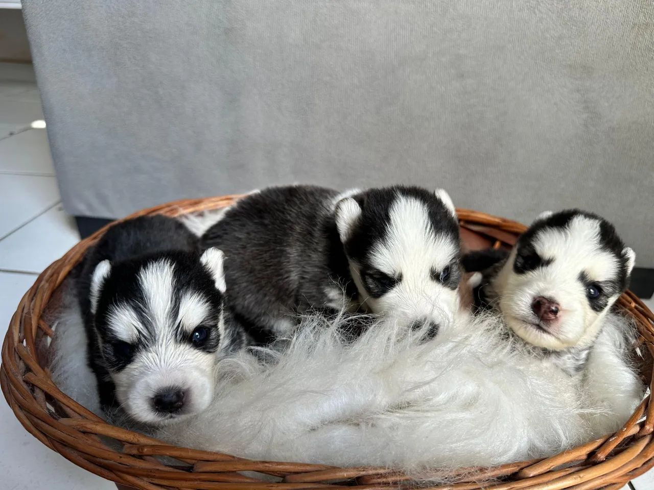 Filhote Husky puro  - Foto 4