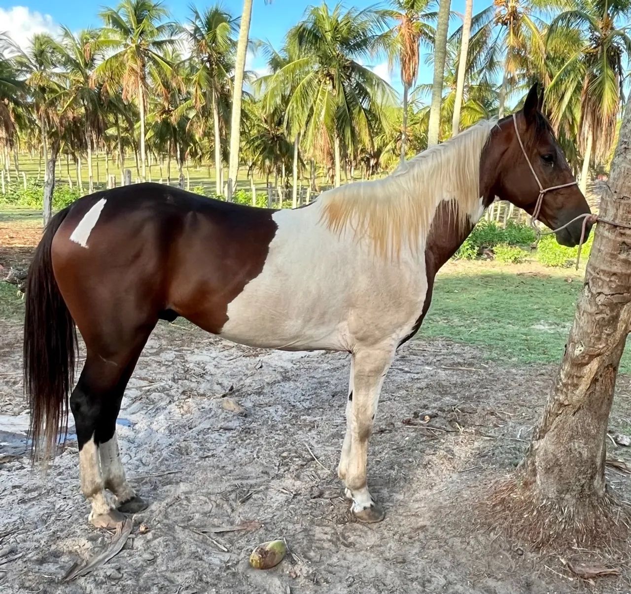 Vendo Cavalo Mangalarga Marchador - Foto 5