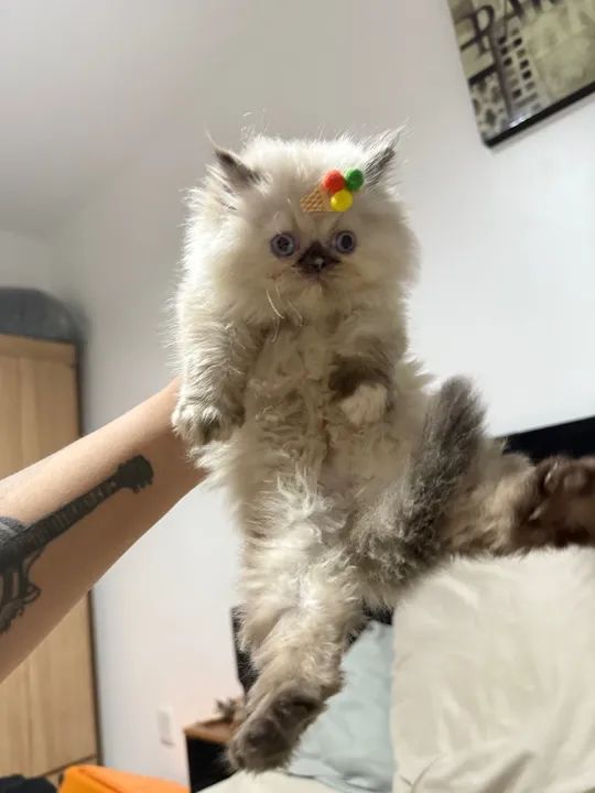 Gatinho Persa  - Foto 3