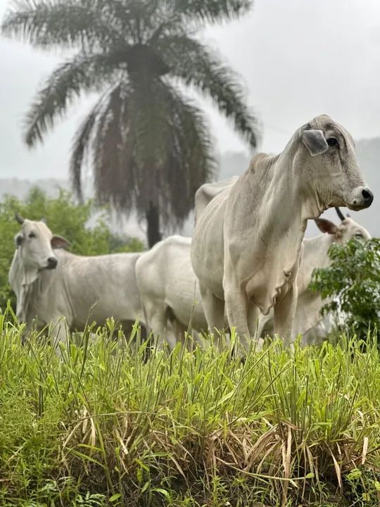 Vende-se 18 vacas Nelore - Foto 3