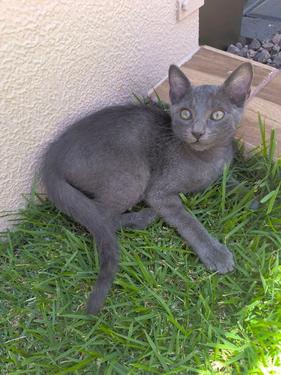 Últimos machinhos de russian blue 