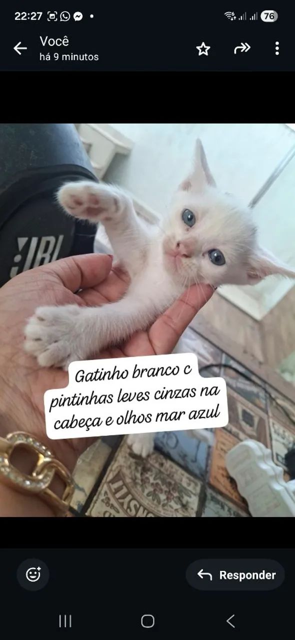 Lindos gatinhos p adoção 