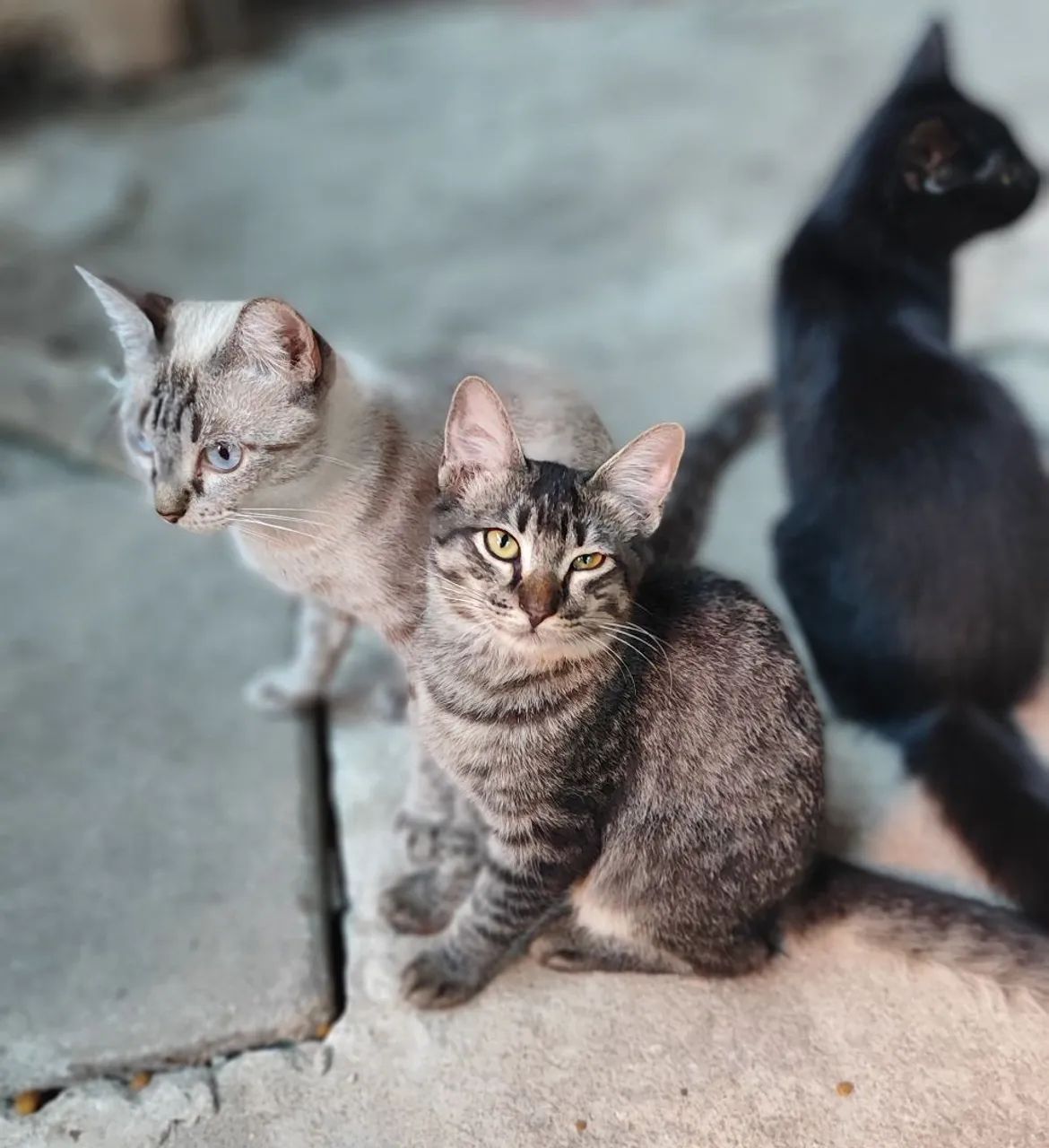 Adoção responsável  - Foto 2