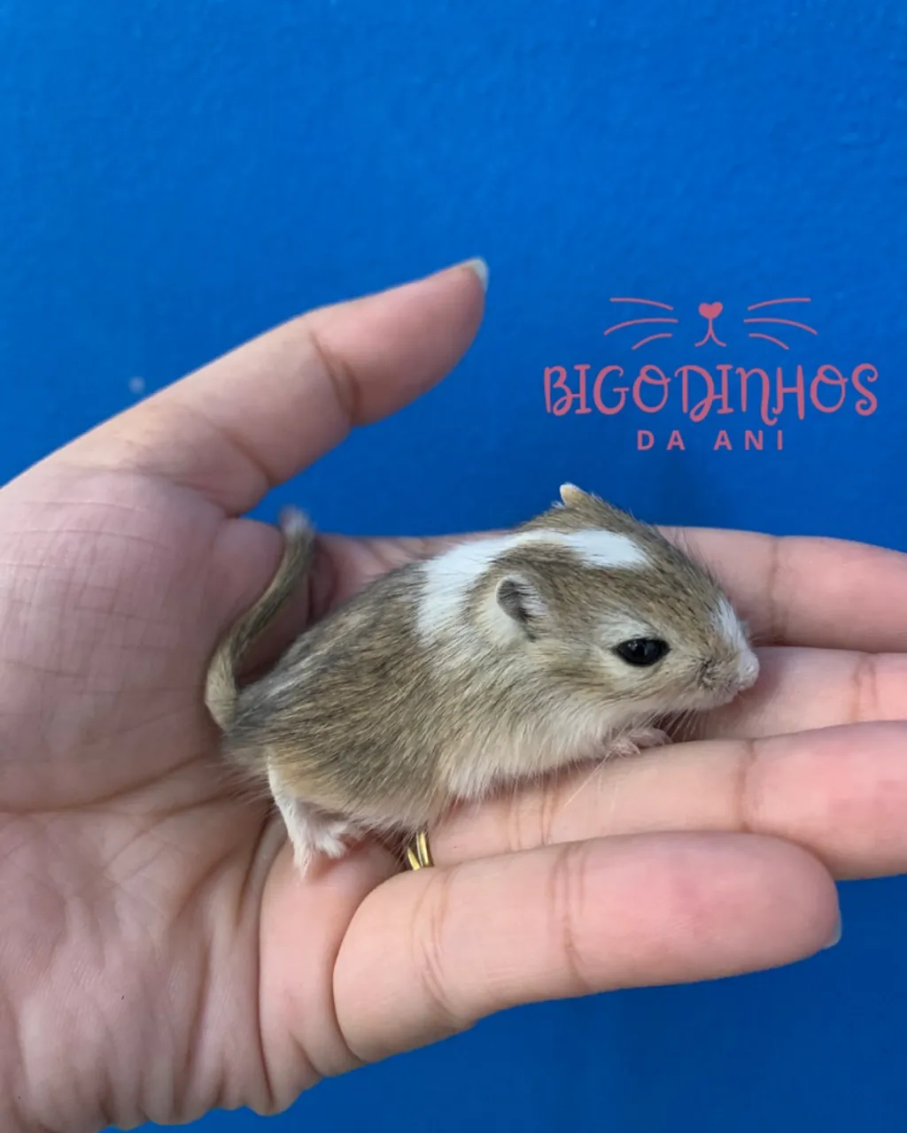 Filhote de gerbil esquilo da mongolia parece hamster