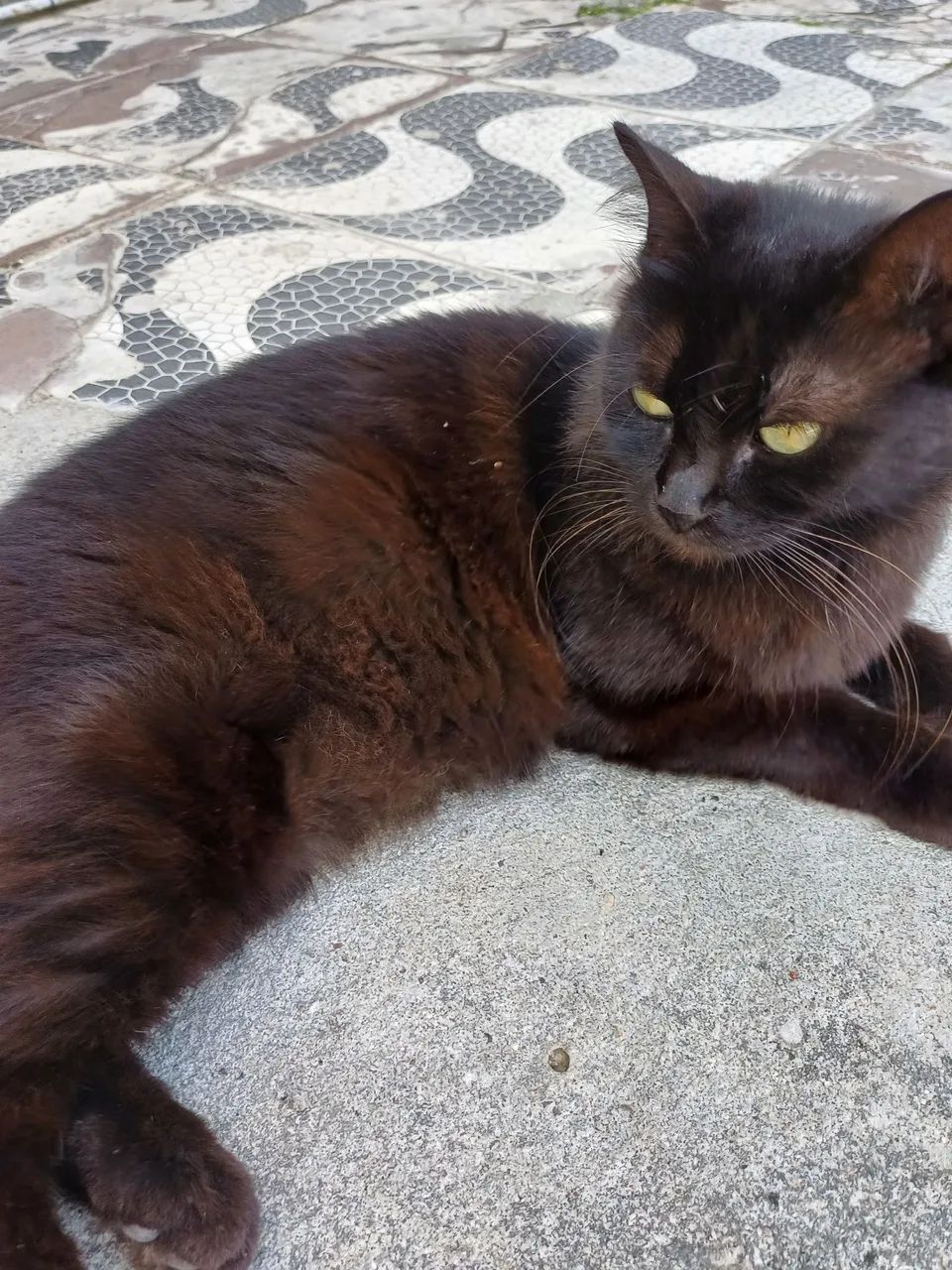 Adoção Responsável  - Foto 3