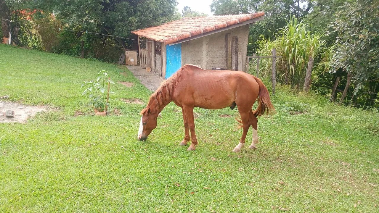 Cavalo manso