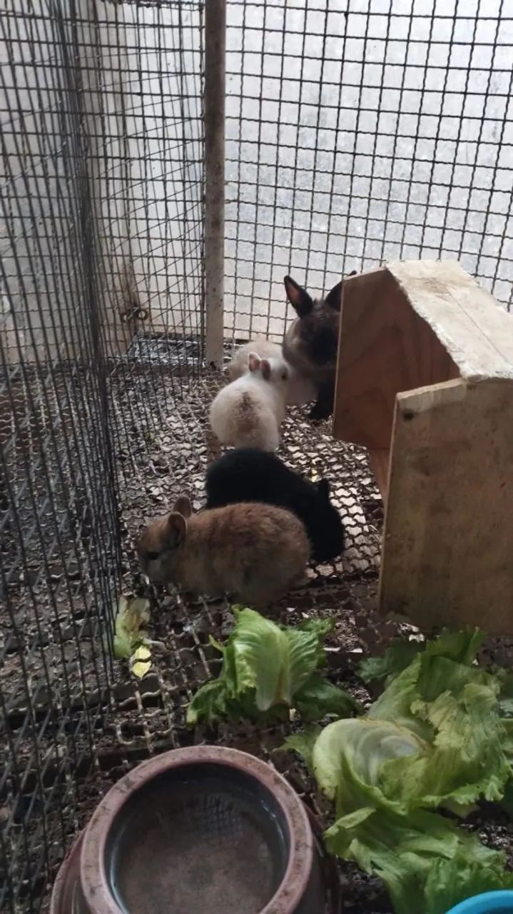 Coelho mini - Foto 5