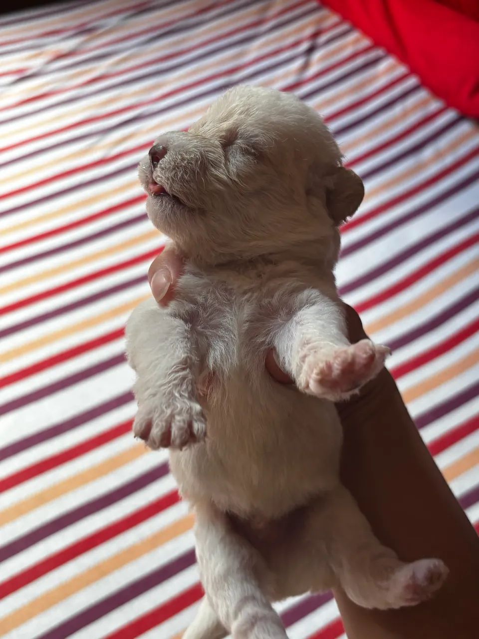 shih tzu com poodle - Foto 4