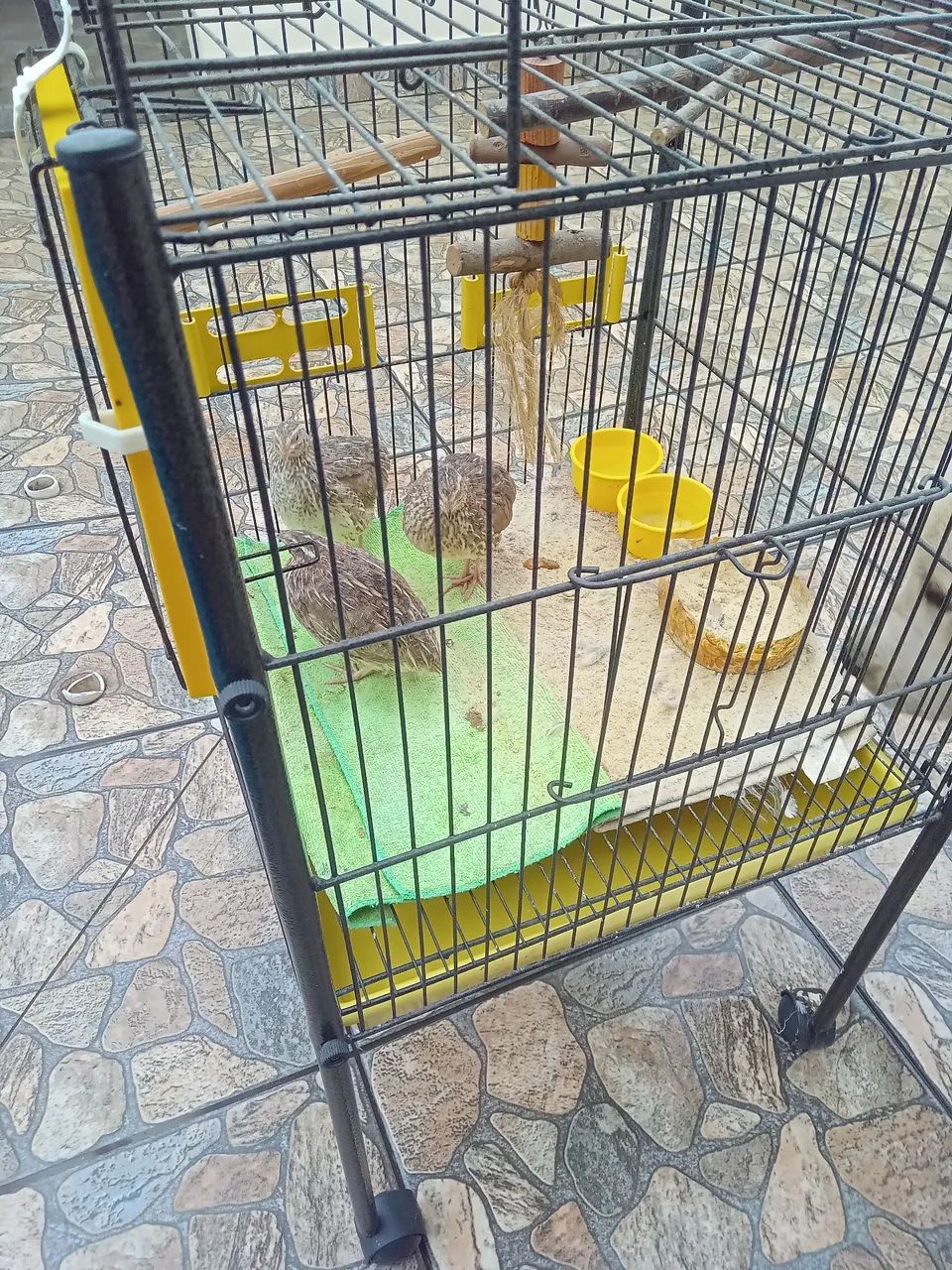 Gaiola  - Foto 5