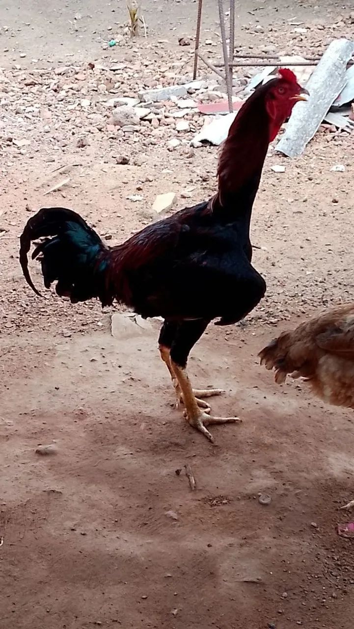 Frango caipira com índio  - Foto 4